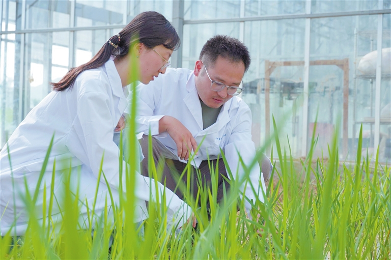 茶稻誕生！三亞科研新突破引領農業生物技術開發